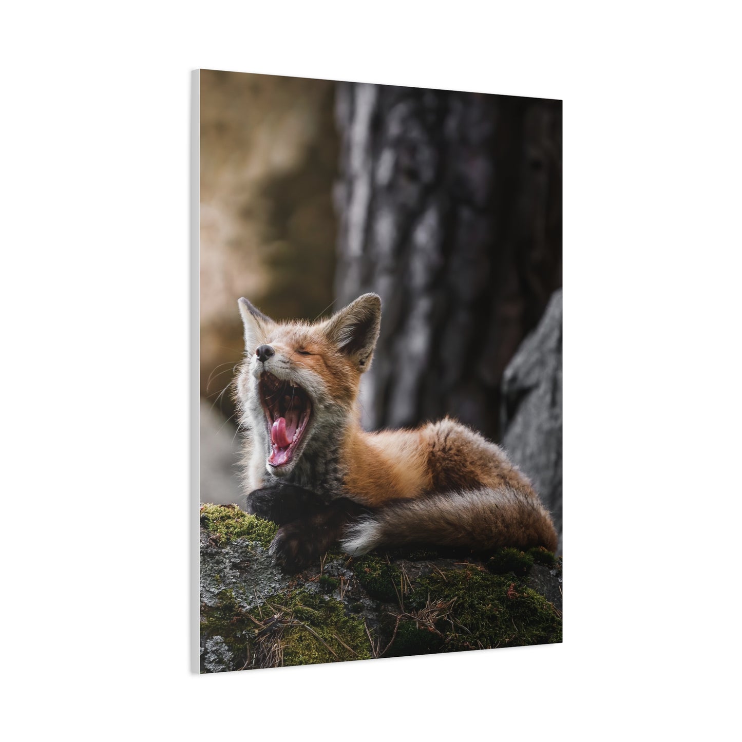 Sleepy fox