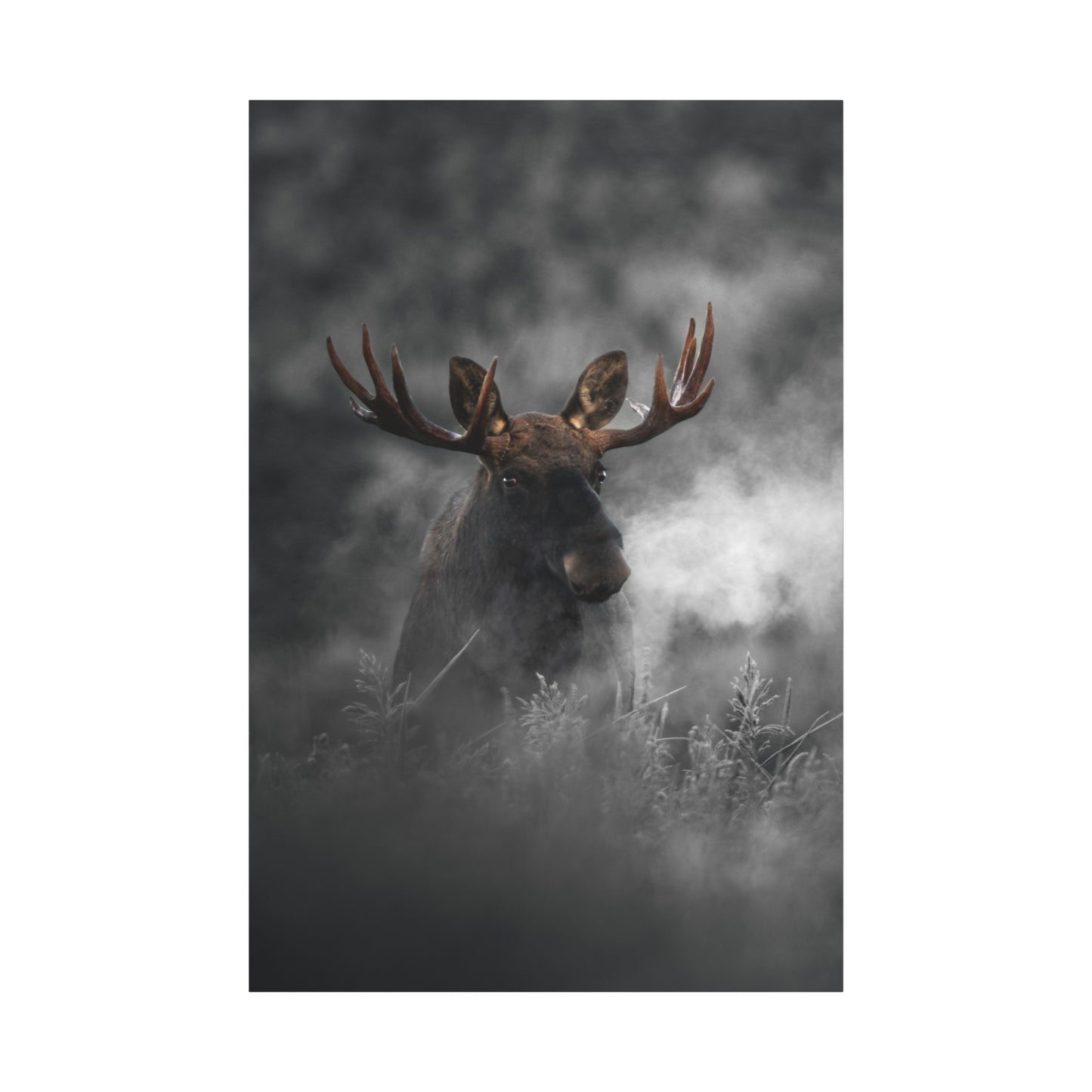 Mighty Moose