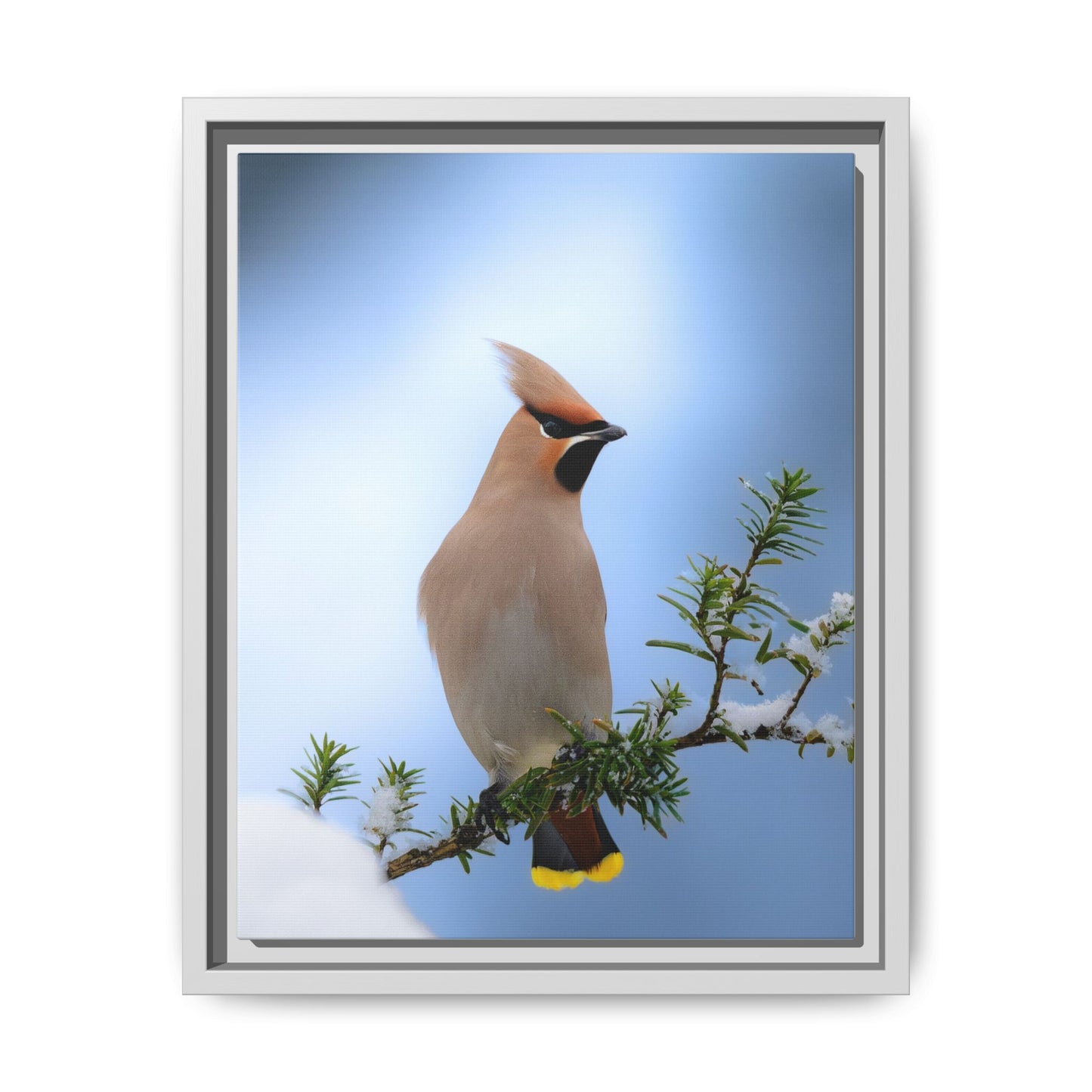 Bohemian Waxwing