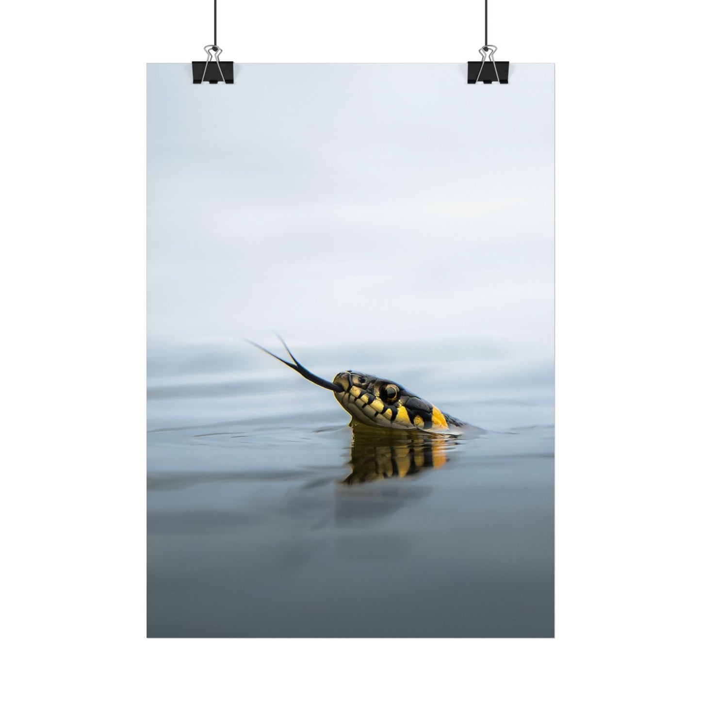 Swimming snake poster