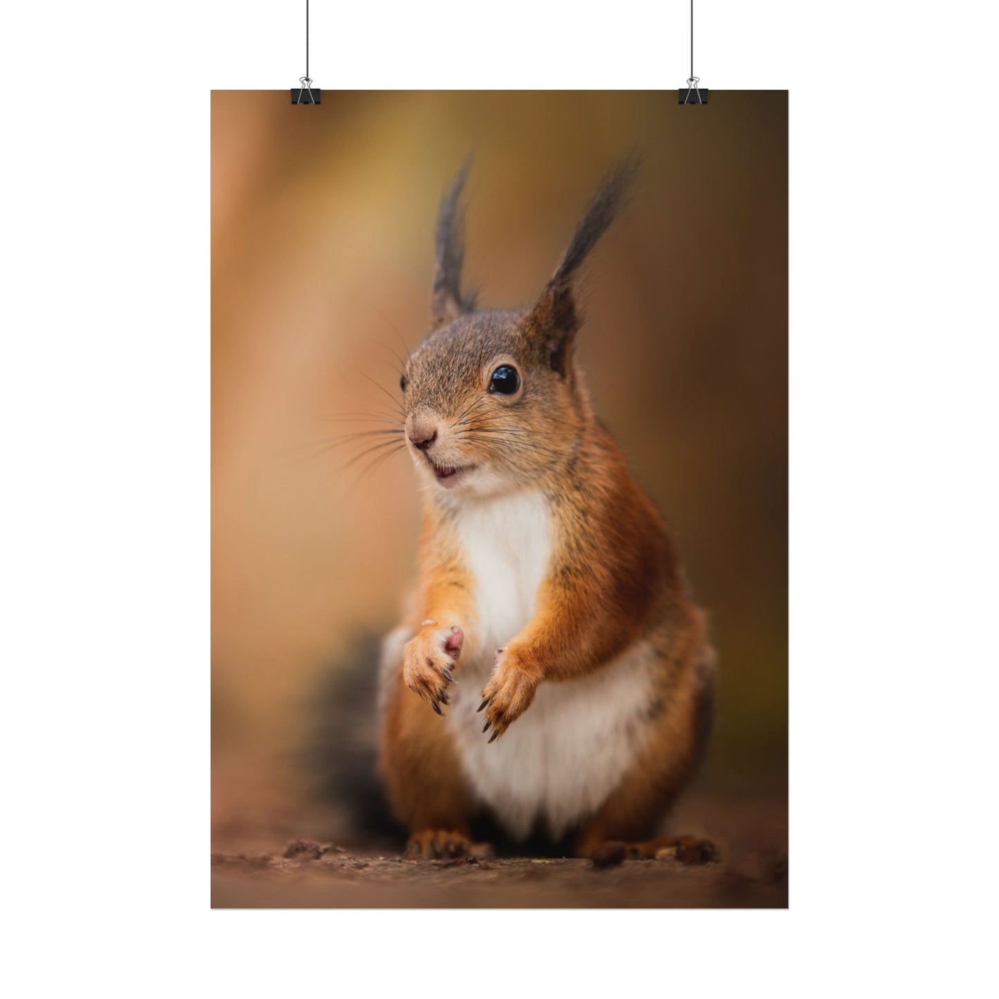 Curious squirrel poster