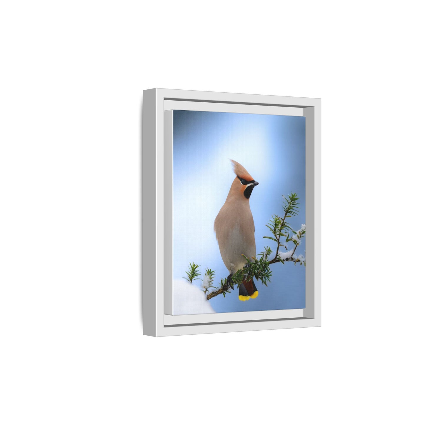 Bohemian Waxwing