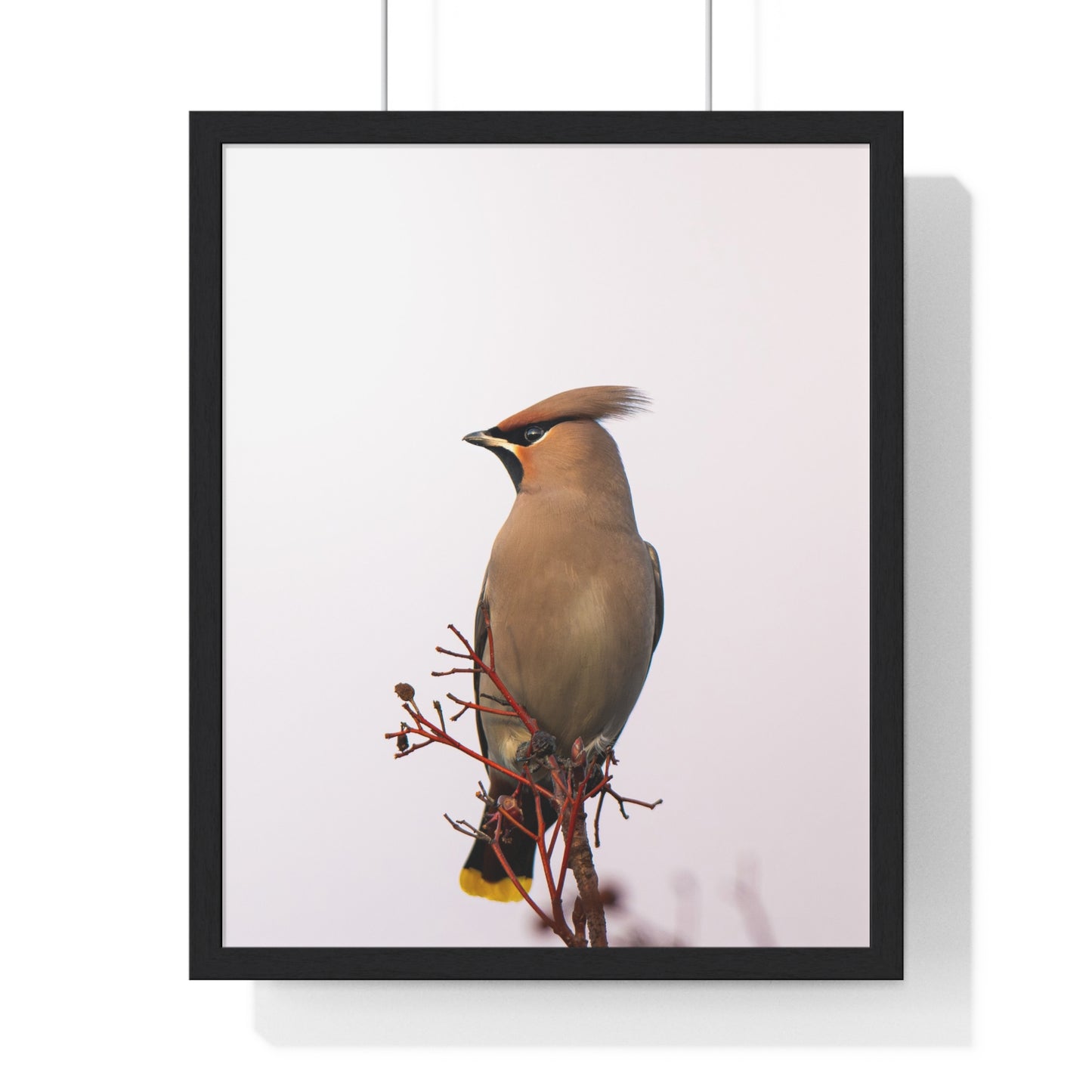 Bohemian Waxwing during sunset