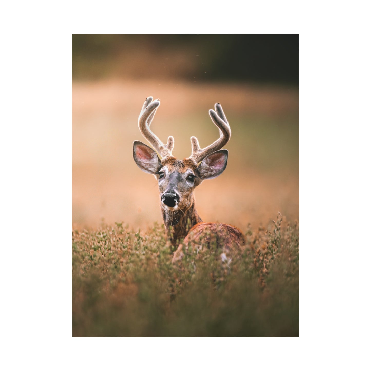 Crown Deer
