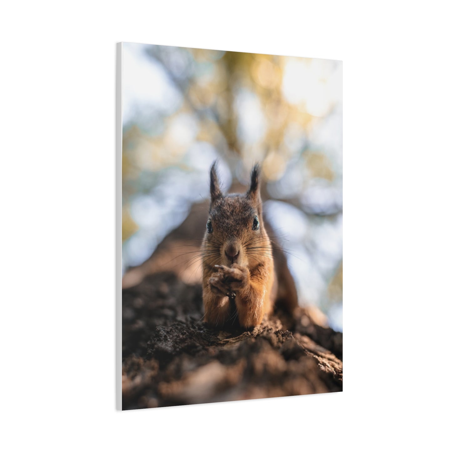 Posing Squirrel