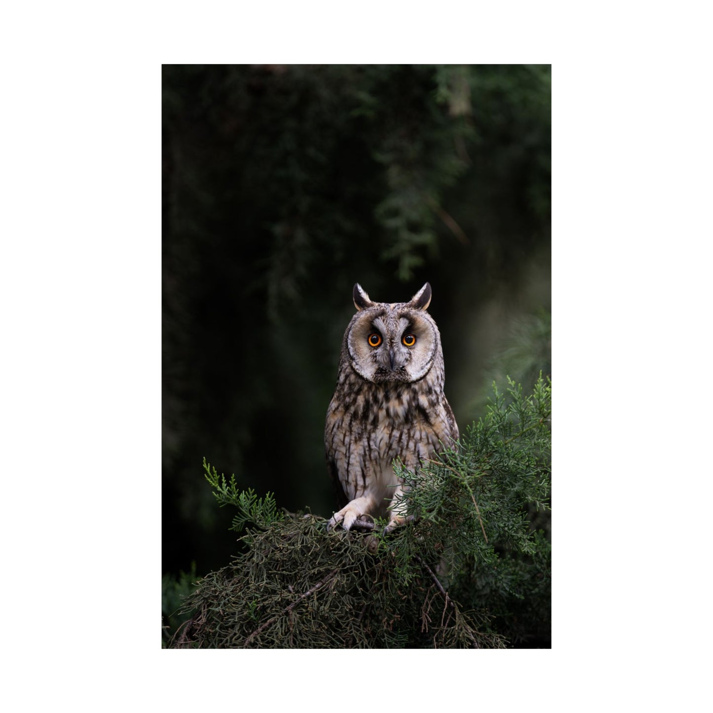 Long-eared Owl
