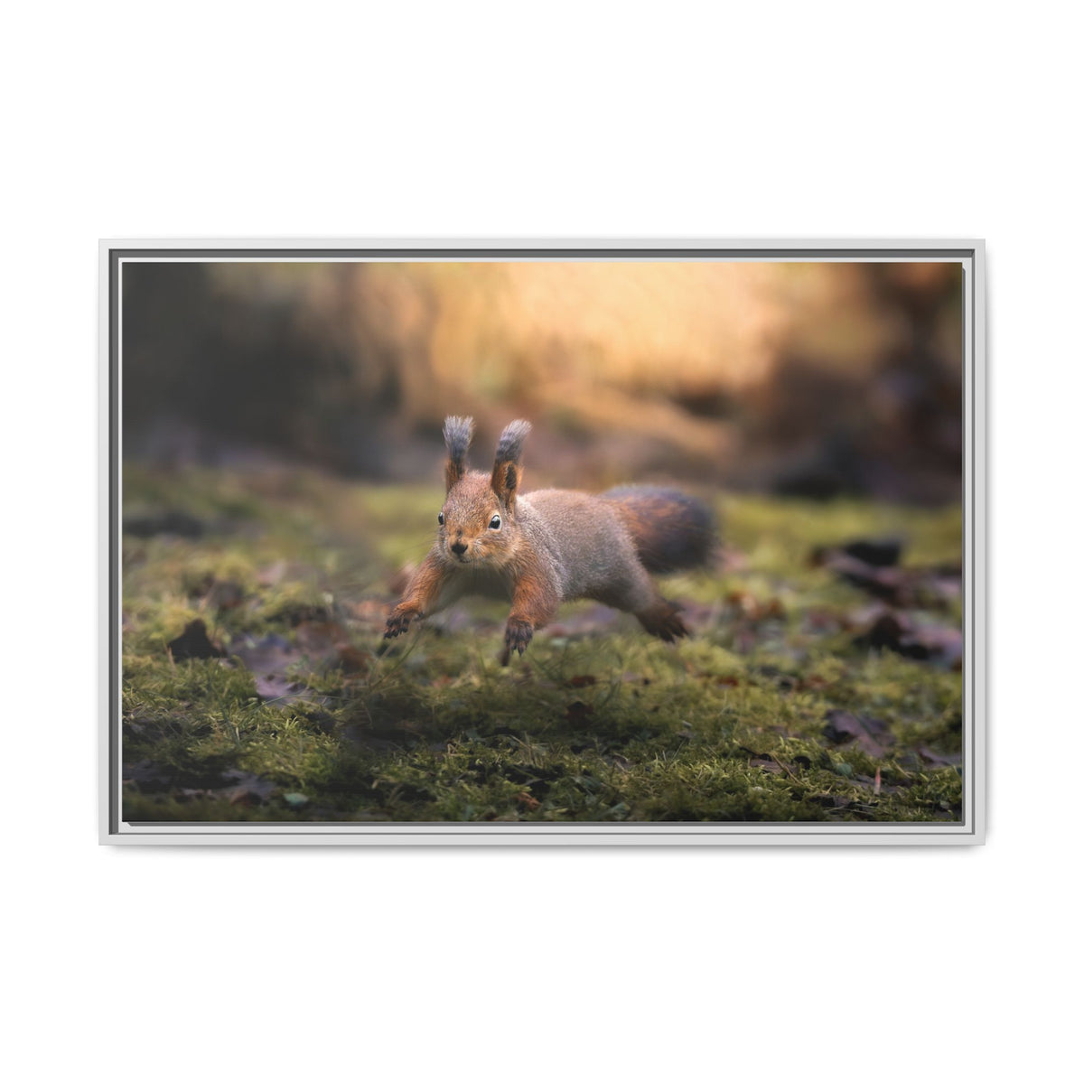 Framed Matte Canvas – Red Squirrel in Mossy Forest Wall Art