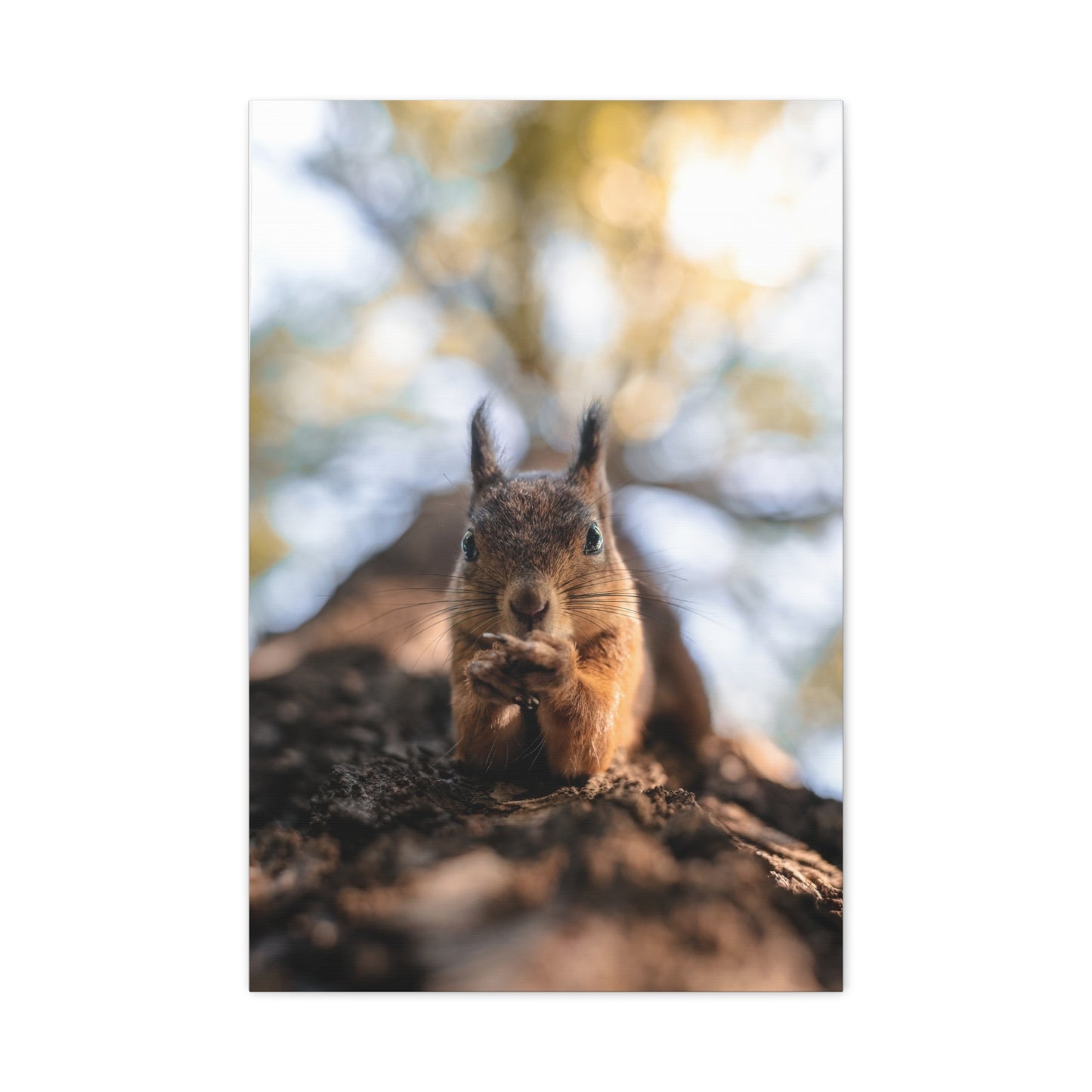Posing Squirrel