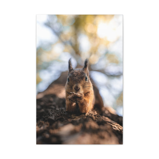Posing Squirrel