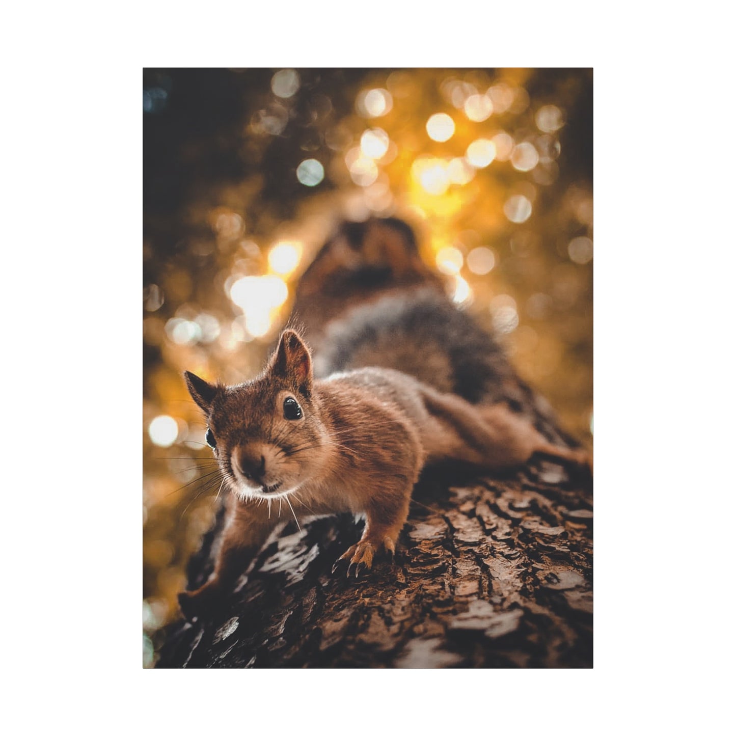 Superhero Squirrel