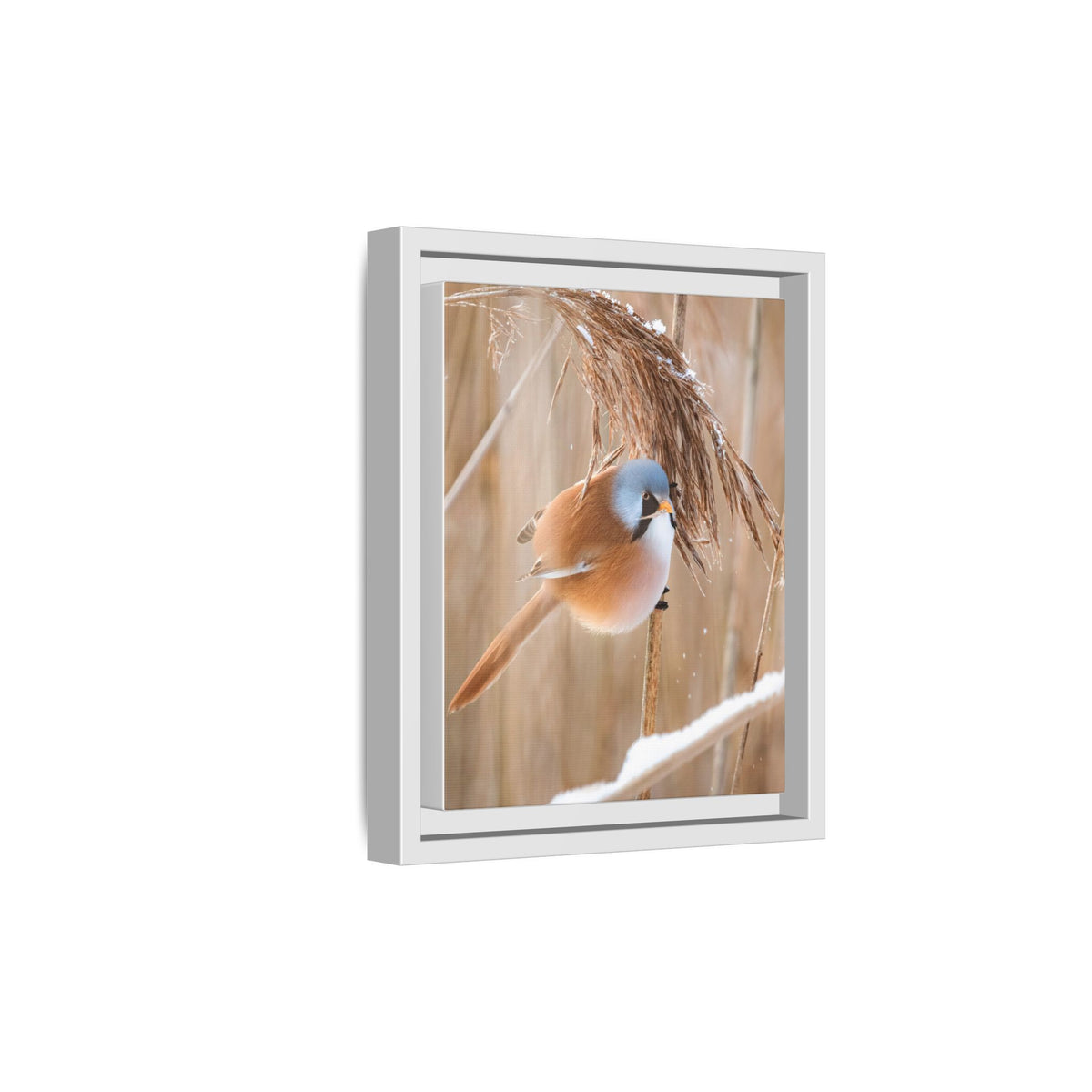 Framed Matte Canvas - Bearded Reedling Bird Photography (Winter Marsh)