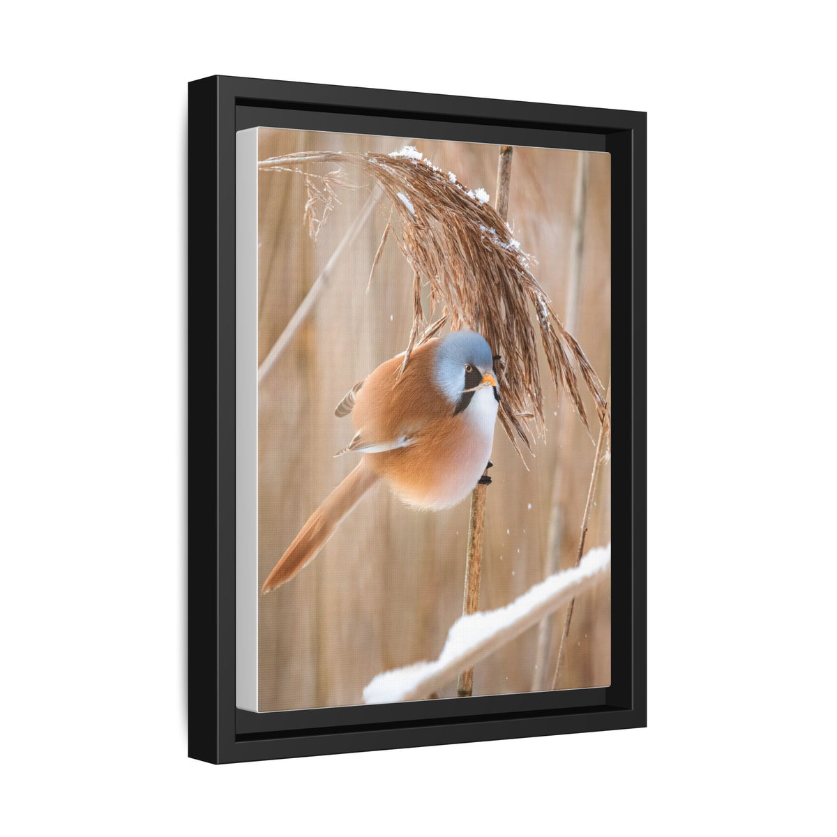 Framed Matte Canvas - Bearded Reedling Bird Photography (Winter Marsh)