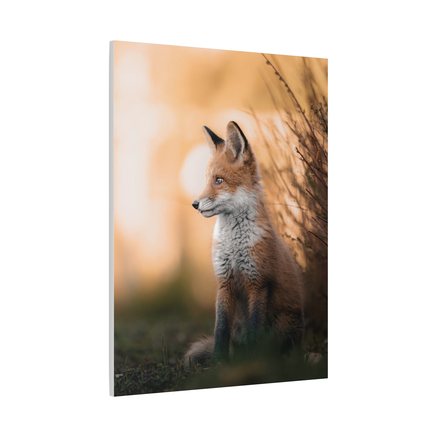 Sunset Fox