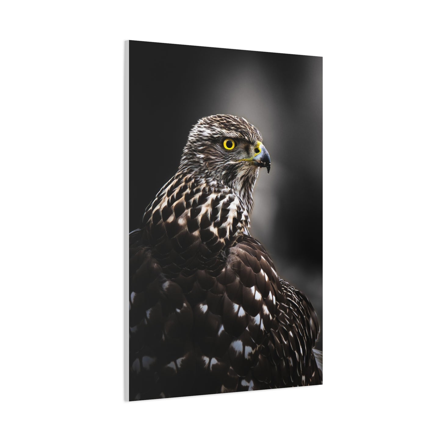 Close up Goshawk
