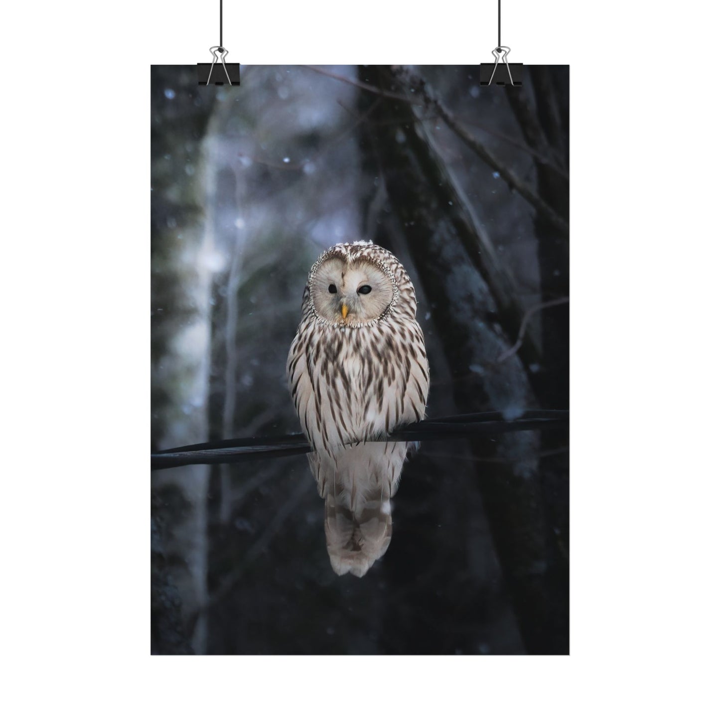 Winter Owl Poster