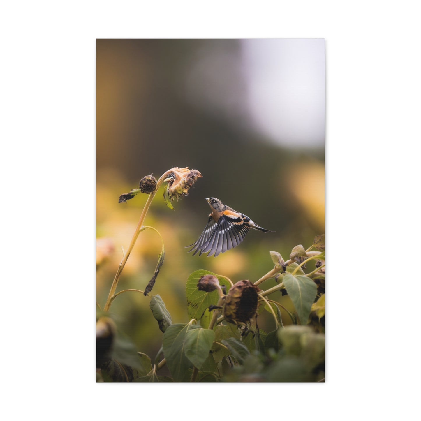 Macigal Autumn Bird