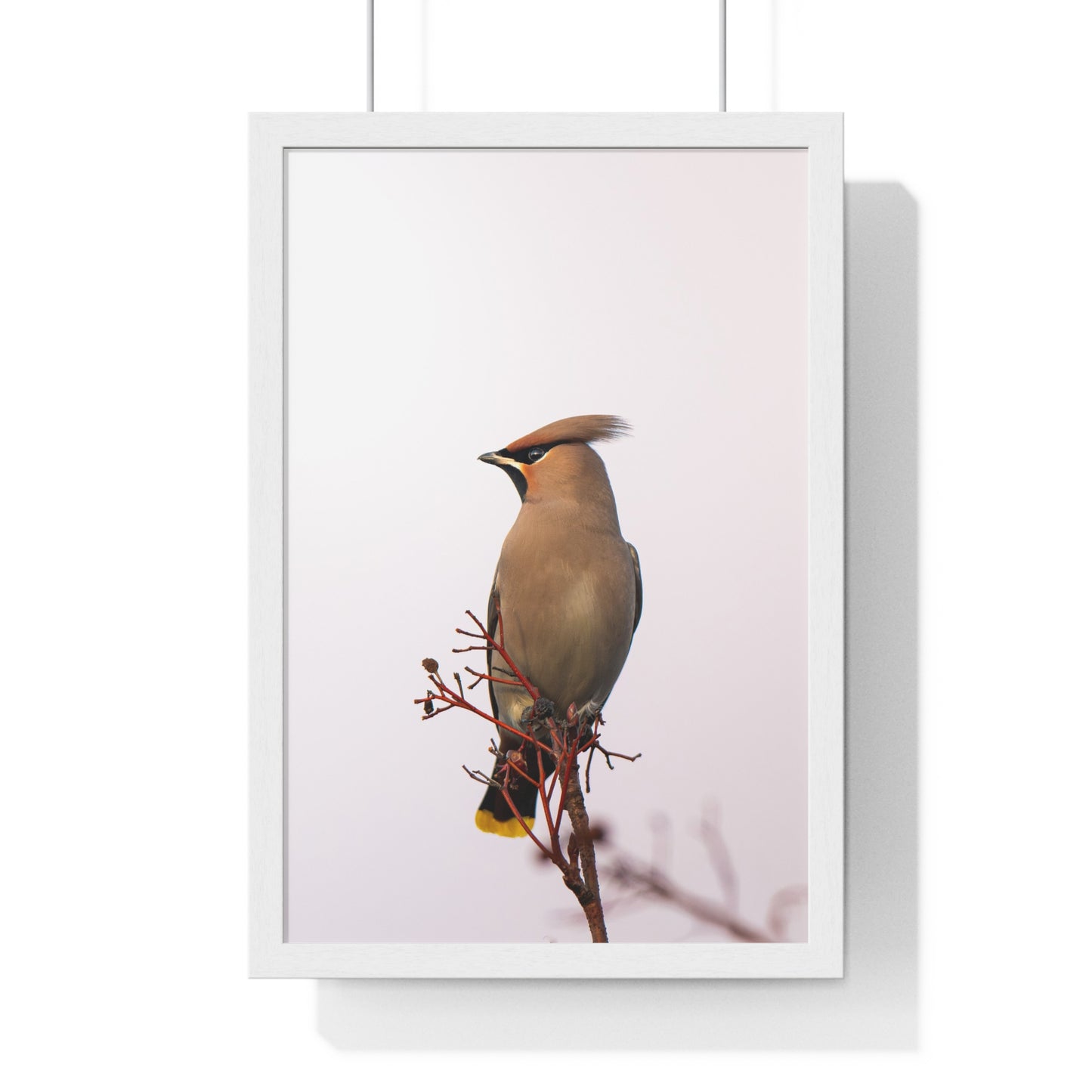 Bohemian Waxwing during sunset