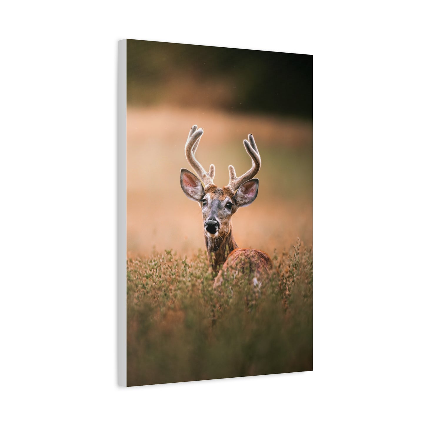 Crown Deer