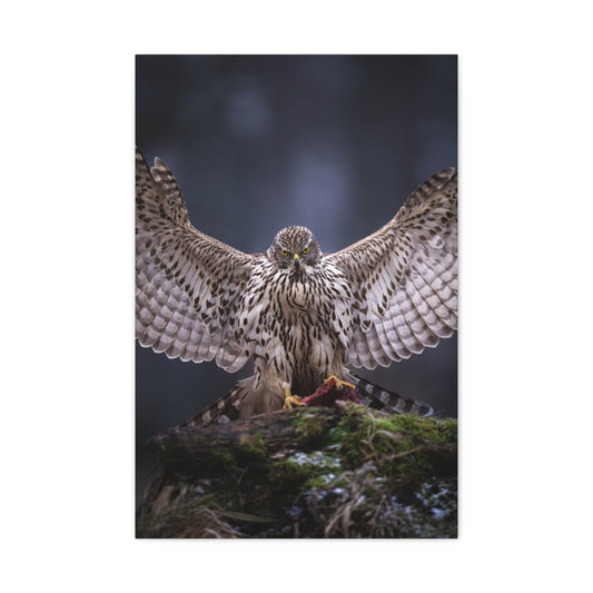 Majestic Bird of prey
