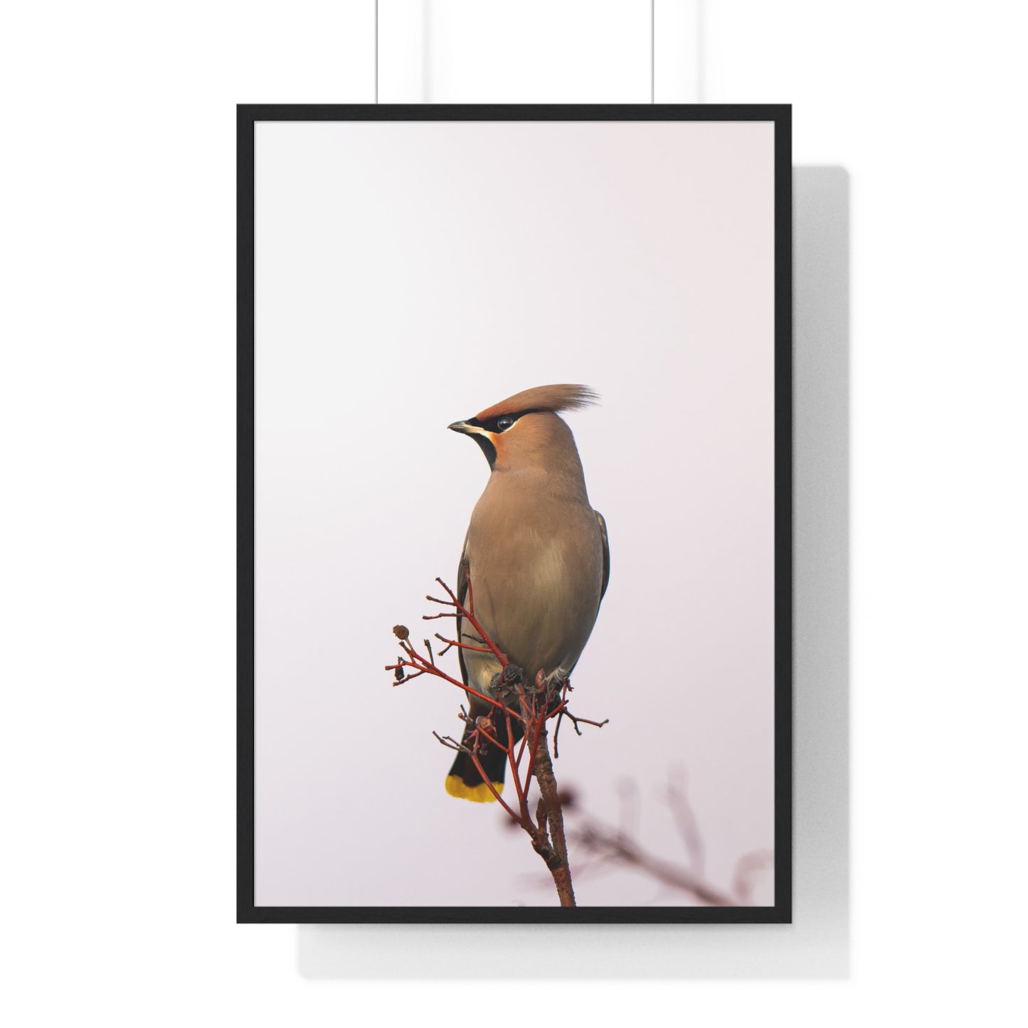 Bohemian Waxwing during sunset