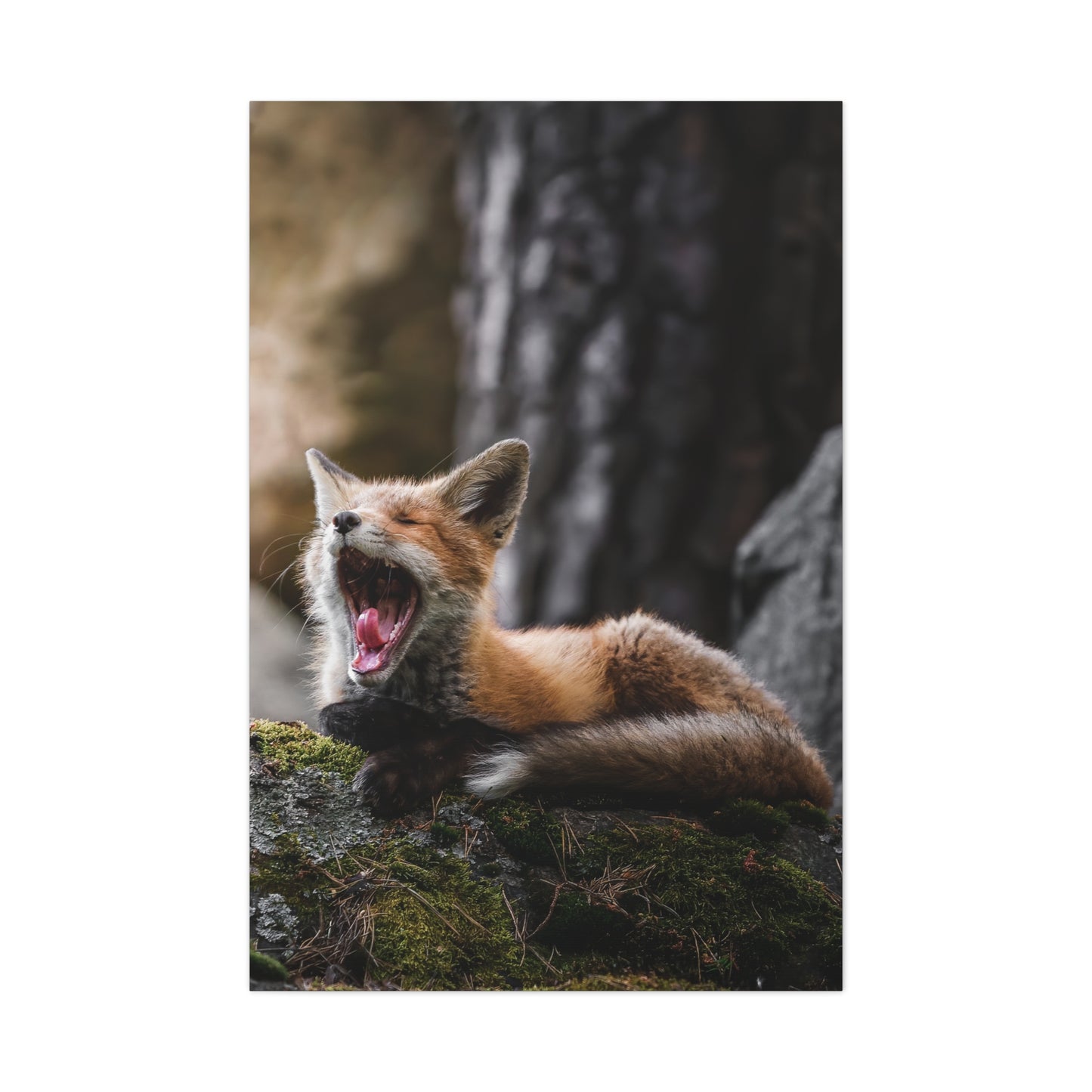 Sleepy fox
