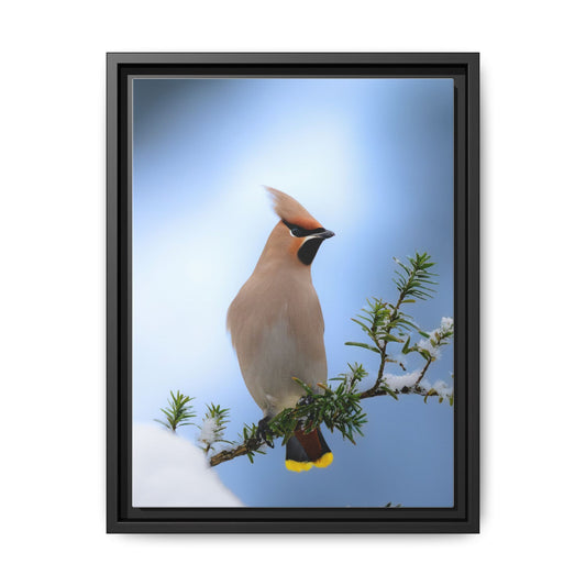 Bohemian Waxwing