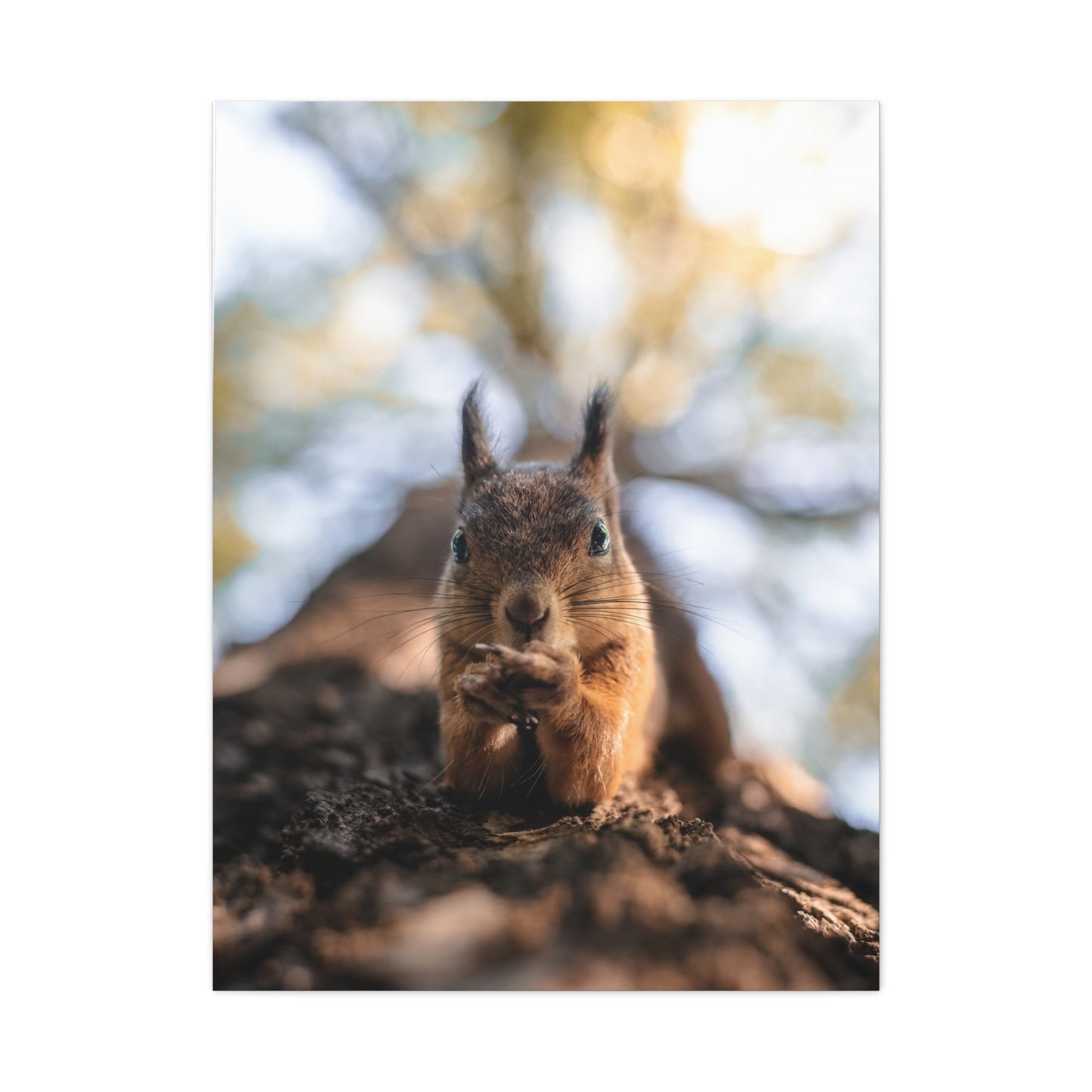 Posing Squirrel