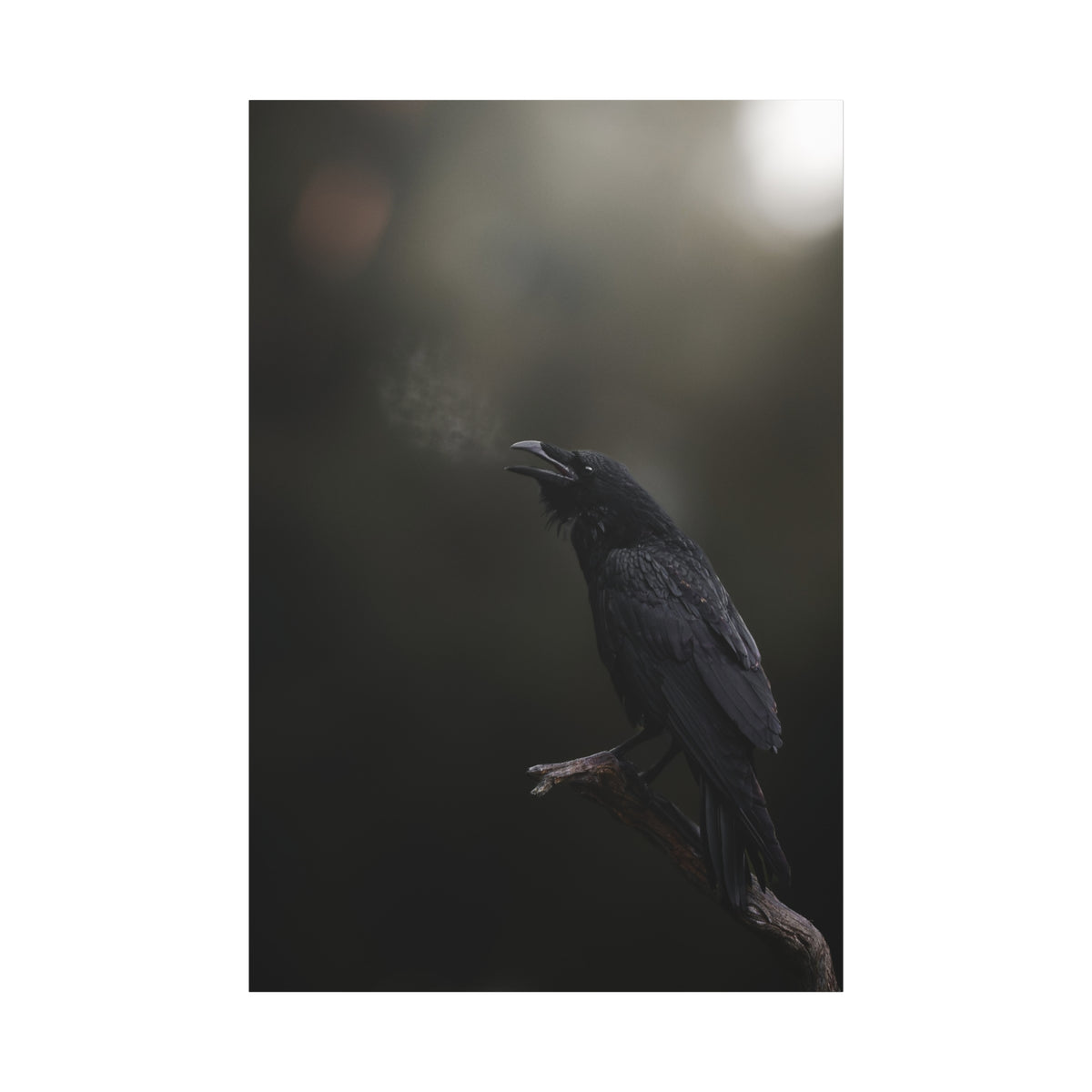Raven Perched Matte Canvas Wall Art — Moody Dark Nature Photography