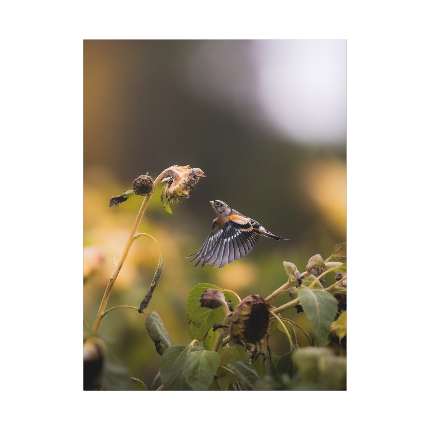 Macigal Autumn Bird