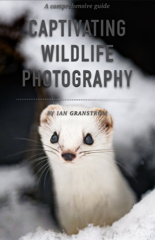 A comprehensive guide - Captivating wildlife photography